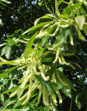 Fotografia 12 da espécie Castanea sativa no Jardim Botânico UTAD