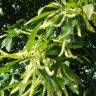 Fotografia 12 da espécie Castanea sativa do Jardim Botânico UTAD