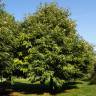 Fotografia 13 da espécie Castanea sativa do Jardim Botânico UTAD