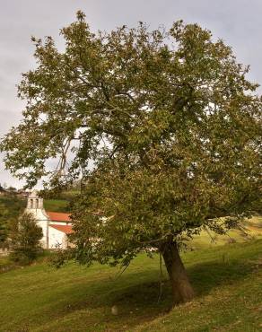 Fotografia 14 da espécie Castanea sativa no Jardim Botânico UTAD