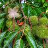 Fotografia 16 da espécie Castanea sativa do Jardim Botânico UTAD