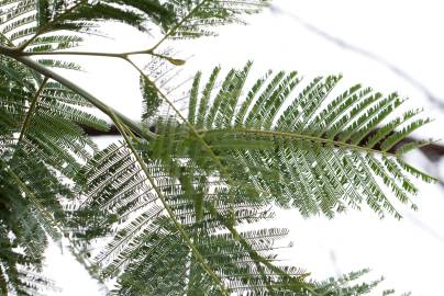 Fotografia da espécie Acacia dealbata