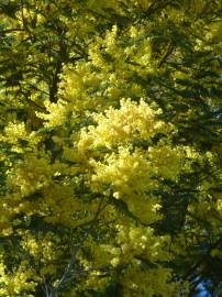 Fotografia da espécie Acacia dealbata