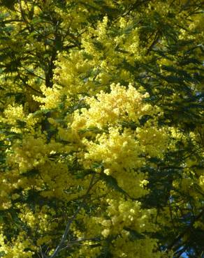 Fotografia 8 da espécie Acacia dealbata no Jardim Botânico UTAD