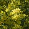 Fotografia 8 da espécie Acacia dealbata do Jardim Botânico UTAD