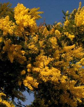 Fotografia 9 da espécie Acacia dealbata no Jardim Botânico UTAD