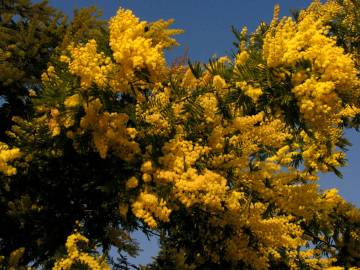 Fotografia da espécie Acacia dealbata