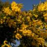 Fotografia 9 da espécie Acacia dealbata do Jardim Botânico UTAD