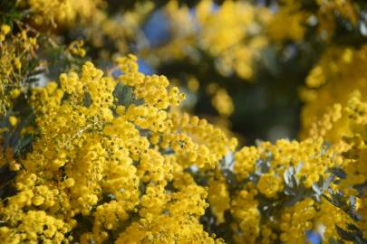 Fotografia da espécie Acacia dealbata