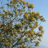 Fotografia 11 da espécie Acacia dealbata do Jardim Botânico UTAD