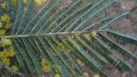 Fotografia da espécie Acacia dealbata