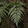 Fotografia 3 da espécie Asplenium onopteris do Jardim Botânico UTAD