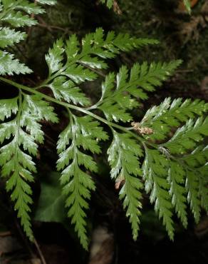 Fotografia 4 da espécie Asplenium onopteris no Jardim Botânico UTAD