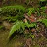 Fotografia 7 da espécie Asplenium onopteris do Jardim Botânico UTAD