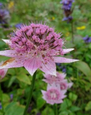 Fotografia 8 da espécie Astrantia major no Jardim Botânico UTAD