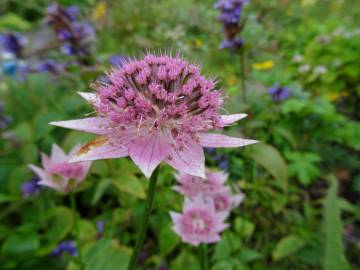 Fotografia da espécie Astrantia major