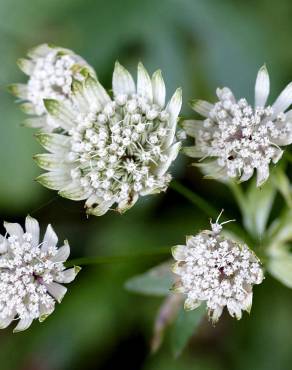 Fotografia 10 da espécie Astrantia major no Jardim Botânico UTAD
