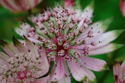 Fotografia da espécie Astrantia major