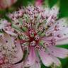 Fotografia 11 da espécie Astrantia major do Jardim Botânico UTAD