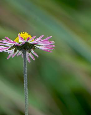 Fotografia 6 da espécie Bellis sylvestris no Jardim Botânico UTAD