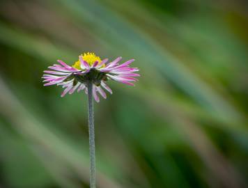 Fotografia da espécie Bellis sylvestris