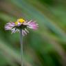 Fotografia 6 da espécie Bellis sylvestris do Jardim Botânico UTAD