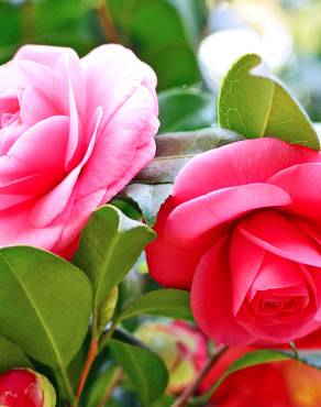 Fotografia 1 da espécie Camellia japonica var. japonica no Jardim Botânico UTAD