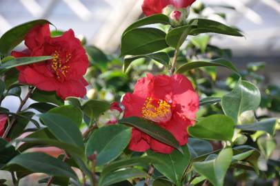 Fotografia da espécie Camellia japonica var. japonica