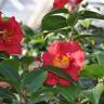 Fotografia 4 da espécie Camellia japonica var. japonica do Jardim Botânico UTAD