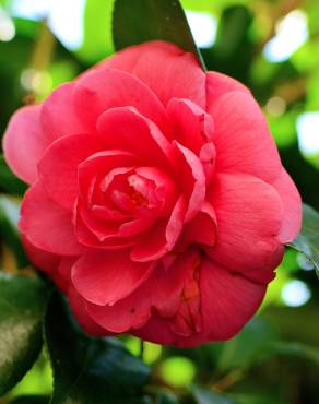 Fotografia 6 da espécie Camellia japonica var. japonica no Jardim Botânico UTAD