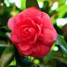 Fotografia 6 da espécie Camellia japonica var. japonica do Jardim Botânico UTAD