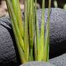 Fotografia 8 da espécie Bromus diandrus do Jardim Botânico UTAD