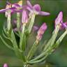 Fotografia 7 da espécie Centaurium tenuiflorum do Jardim Botânico UTAD