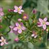 Fotografia 8 da espécie Centaurium tenuiflorum do Jardim Botânico UTAD