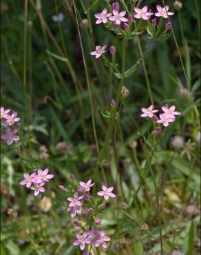 Fotografia 9 da espécie Centaurium tenuiflorum no Jardim Botânico UTAD