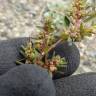 Fotografia 9 da espécie Chamaesyce maculata do Jardim Botânico UTAD