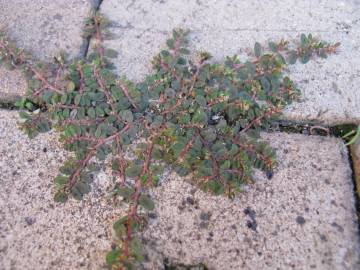 Fotografia da espécie Chamaesyce maculata