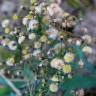 Fotografia 5 da espécie Erigeron sumatrensis do Jardim Botânico UTAD