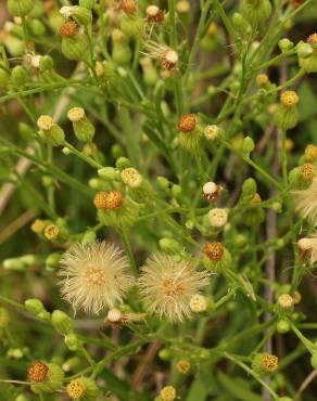 Fotografia 7 da espécie Erigeron sumatrensis no Jardim Botânico UTAD