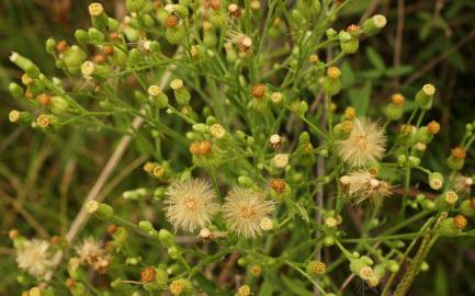 Fotografia da espécie Erigeron sumatrensis