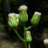 Fotografia 4 da espécie Erigeron bonariensis do Jardim Botânico UTAD
