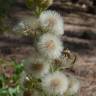 Fotografia 6 da espécie Erigeron bonariensis do Jardim Botânico UTAD