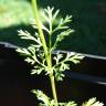 Fotografia 6 da espécie Coriandrum sativum do Jardim Botânico UTAD