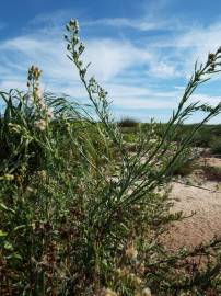 Fotografia da espécie Erigeron bonariensis