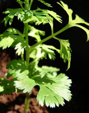 Fotografia 7 da espécie Coriandrum sativum no Jardim Botânico UTAD