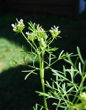 Fotografia 8 da espécie Coriandrum sativum no Jardim Botânico UTAD