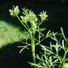 Fotografia 8 da espécie Coriandrum sativum do Jardim Botânico UTAD