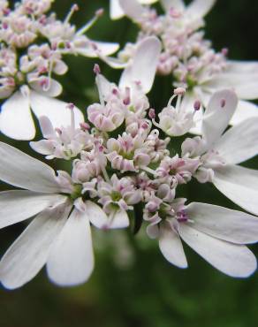 Fotografia 11 da espécie Coriandrum sativum no Jardim Botânico UTAD