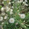 Fotografia 11 da espécie Erigeron bonariensis do Jardim Botânico UTAD