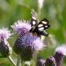 Fotografia 7 da espécie Cirsium arvense do Jardim Botânico UTAD